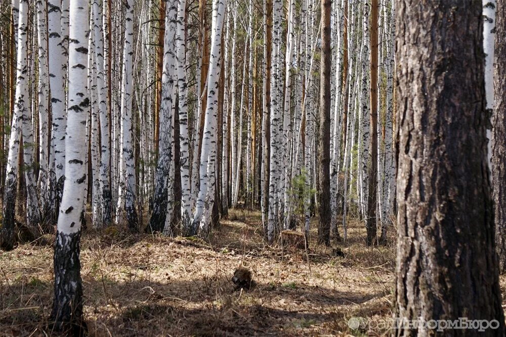 Уральские леса екатеринбург. Уральские леса екатеринбург. Сосновый лес южный урал. Лес южного урала. Лес екатеринбург.