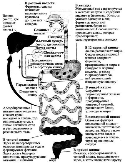 Кишечник функции таблица. Строение пищеварительной системы с ферментами. пищеварительная система схема тонкий кишечник. пищеварение в толстом кишечнике и тонком кишечнике таблица. пищеварение в тонкой и толстой кишки таблица.