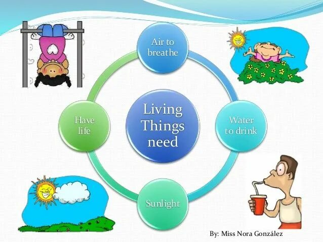 Living things. Living things around us презентация. Living non Living things for Kids. Кластер на тему Living things.