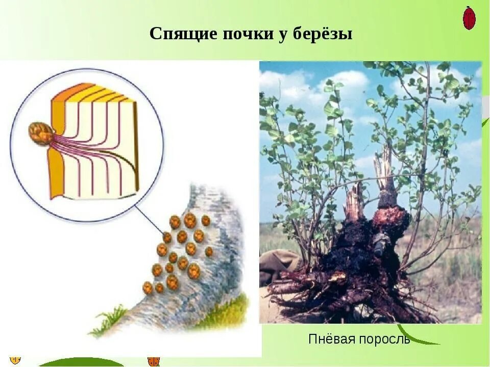 Спящие почки. Спящие почки растений. Спящие почки у березы. Спящие почки у деревьев и кустарников.