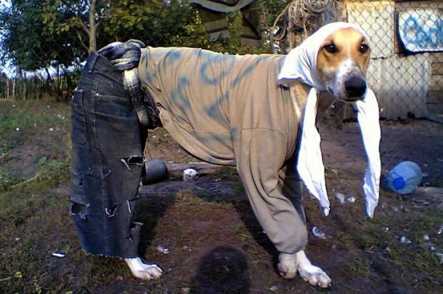 Моя собачка одета дороже тебя купюры. Смешная одежда для собак. Пес в одежде. Штаны для собак. Угарные собаки в одежде.