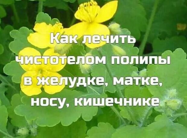 Чистотел при полипах. Настой травы чистотела. Чистотел от полипов в кишечнике. Народные средства от поливов.