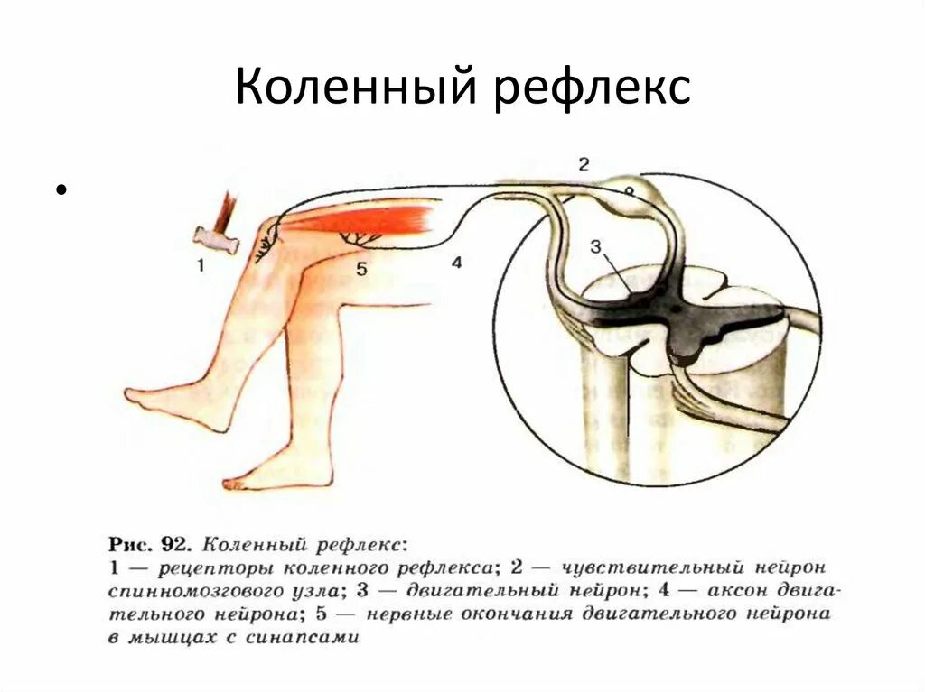 Элементы рефлекторной дуги коленного рефлекса человека. Рефлекторная функция спинного мозга рисунок. Строение сегмента спинного мозга и рефлекторной дуги. Рефлекторная функция спинного мозга. Функции спинного мозга человека рефлекторная.