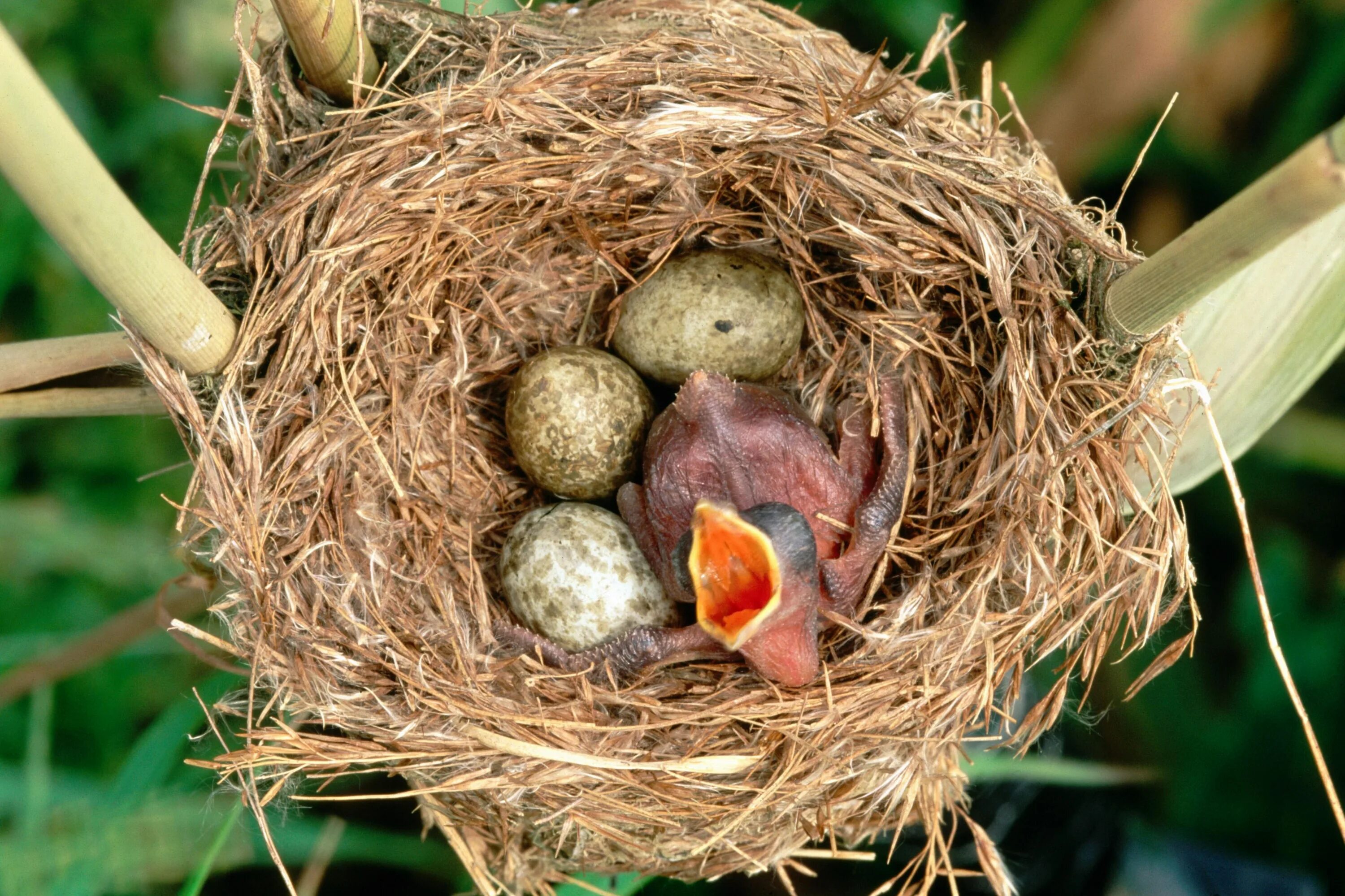 Яйца кукушки фото. Амадина - Птичье гнездо. Гнездо кукушки. Птенец кукушки. Гнездо шпорцевой кукушки.