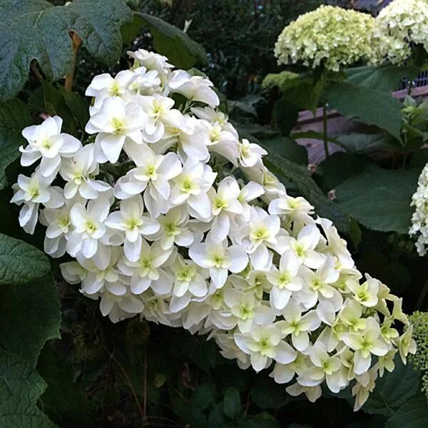 Hydrangea quercifolia 'Snowflake' Hydrangea quercifolia, Beautiful flowers, Hydr