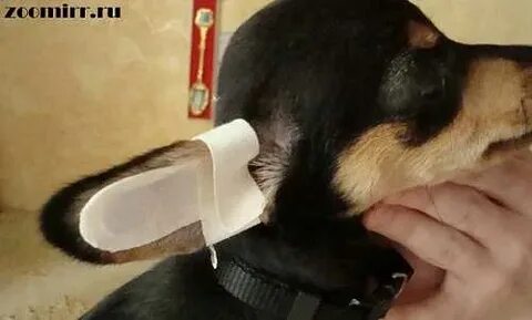 Как сделать чтобы уши стояли