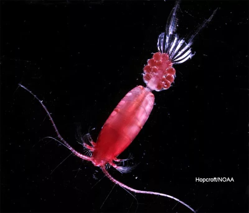 Зоопланктон копепода. Криль зоопланктон. Циклоп зоопланктон. Зоопланктон веслоногие.