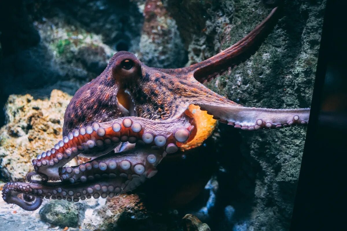 Карибский рифовый осьминог. Осьминог джильберта. Длиннощупальцевый осьминог. Гигантский тихоокеанский осьминог. Тихоокеанский полосатый осьминог.