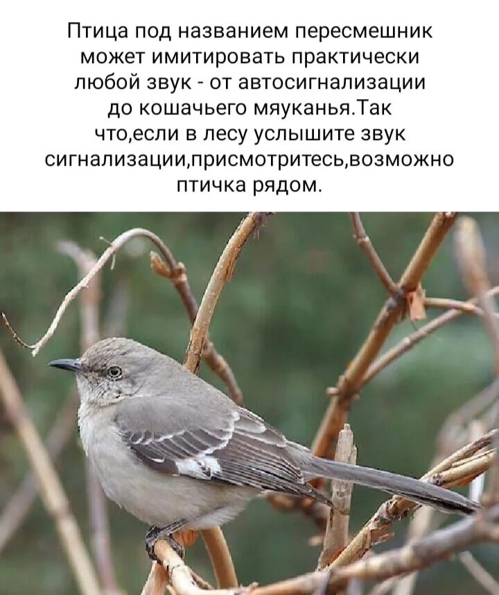 Птица лирохвост. Лирохвост обитание. Какие звуки издает сорока. Лирохвост спаривание. Гологорлый звонарь птица.