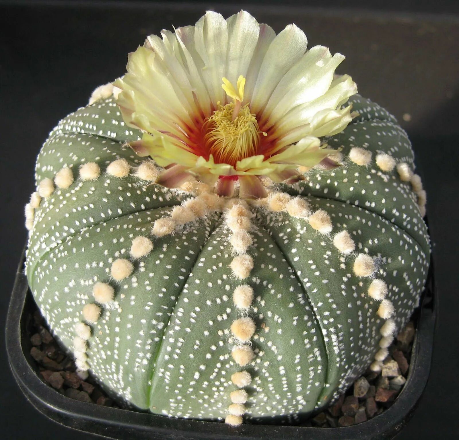 Astrophytum asterias. Астрофитум астериас. astrophytum asterias kikko. астрофитум астериас цветение. astrophytum asterias звездообразный.