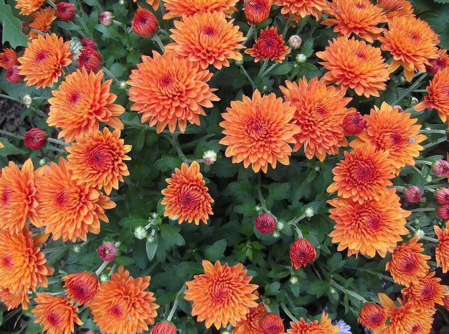 Лапчатка кустарниковая orange star. Лапчатка хопслей оранж. Лапчатка хопслей оранж. Аглаонема cochin orange. Бальзамин уоллера f1 "оранж".