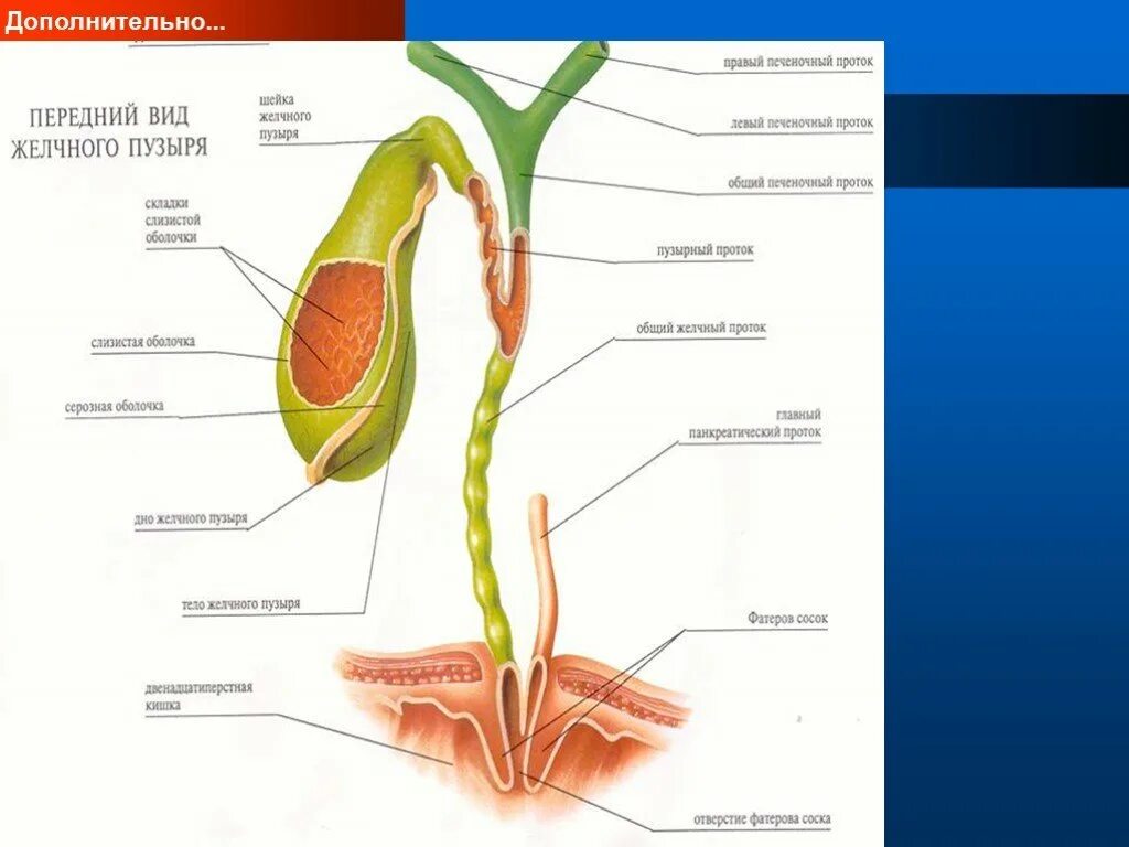 Желчный пузырь шейка тело. Желчные протоки анатомия латынь. Оболочки желчного пузыря анатомия. Желчный пузырь анатомия человека латынь. Желчный пузырь анатомия латынь.