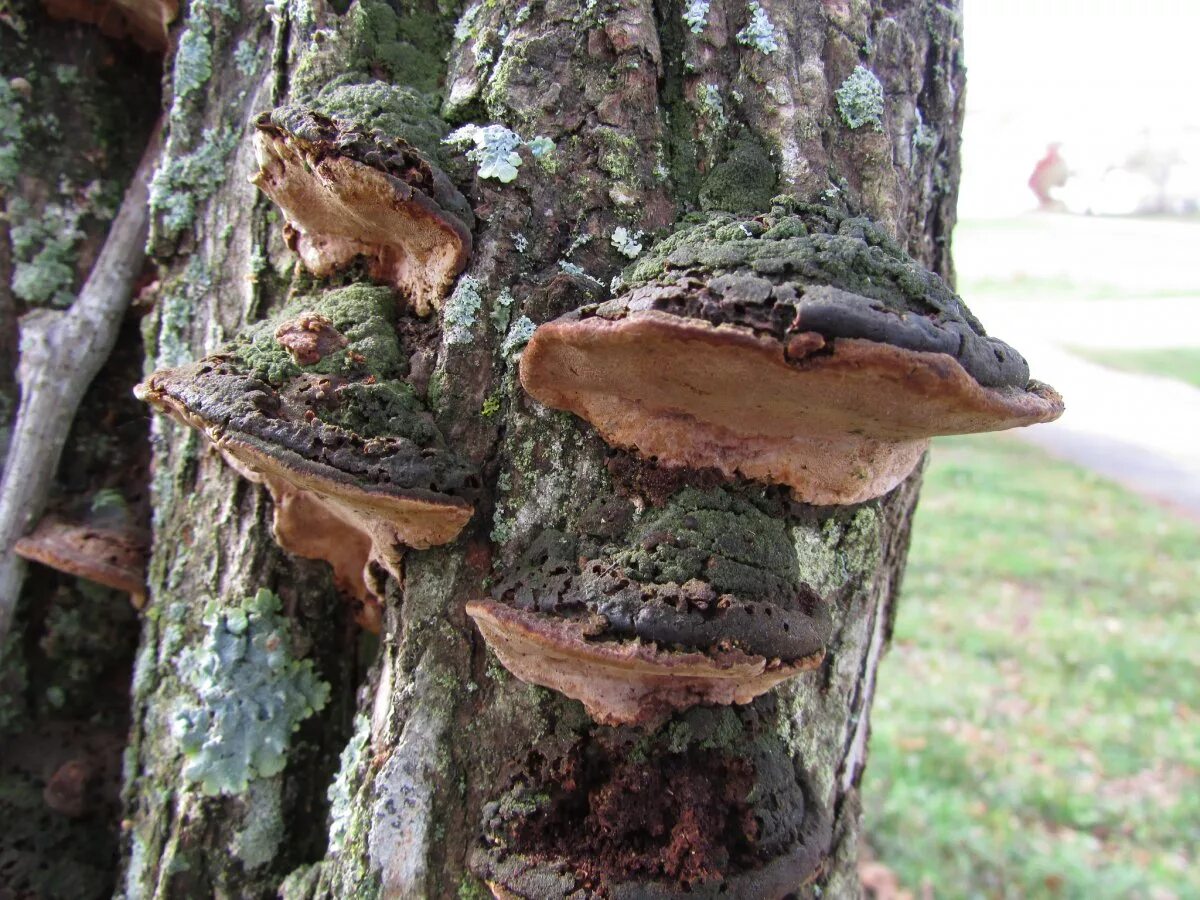 Трутовик споры. Phellinus igniarius. Трутовик гриб паразит. Грибы паразиты гриб трутовик. Гриб Трудовик паразитизм.