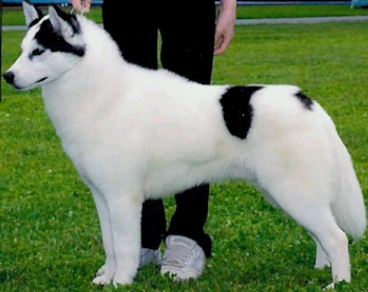 Форум окраса