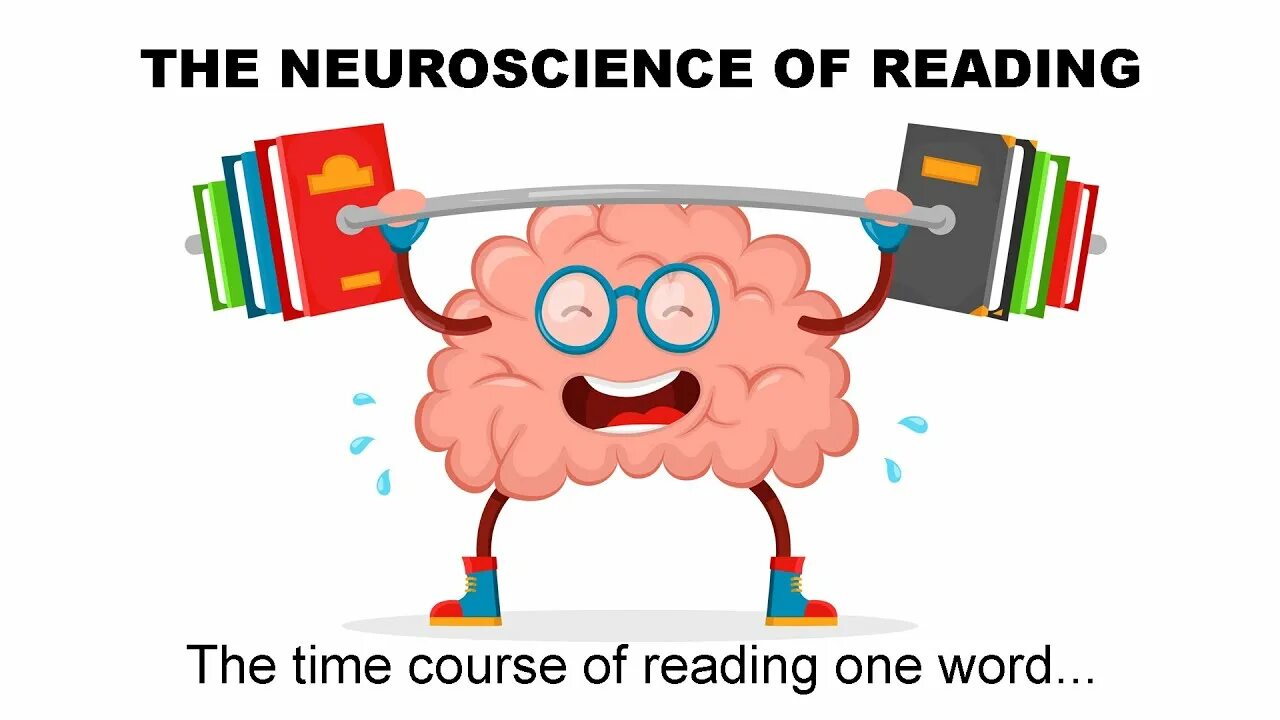 Reading in the brain