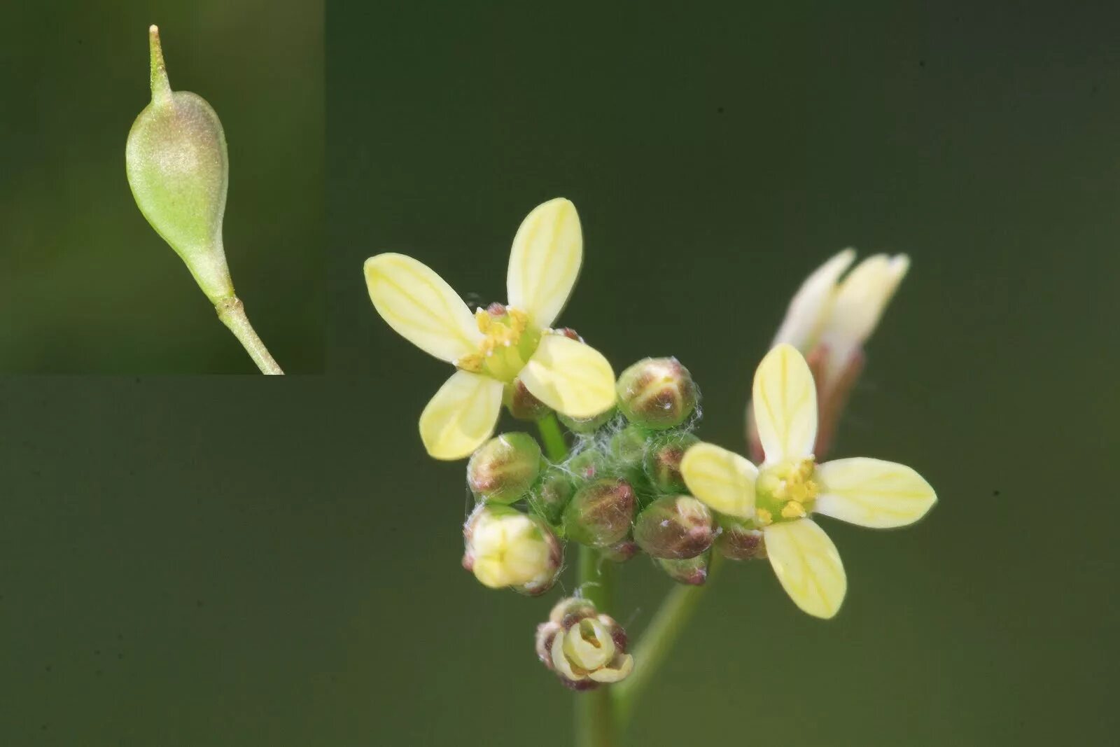 Рыжик льновый (Camelina linicola. Рыжик масличная культура. Растение Рыжик посевной. Камелина Рыжик посевной. Цветок рыжик