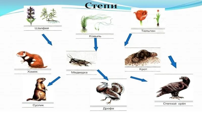 Биология цепь питания луга. 3 Цепи питания в степи. Схема цепи питания в зоне степей. Цепь питания Степной зоны 4 класс. Пищевая цепочка в степи 4 класс.
