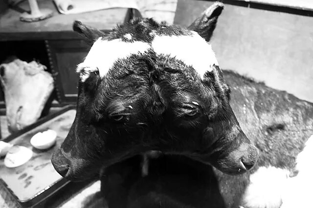 к чему снится умирающая корова. к чему снится умирающая корова. к чему снится умирающая корова. к чему снится стадо телят. к чему снится корова.