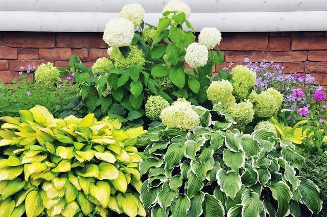 хосты гортензии