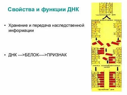 Ядро хранит передает наследственную информацию