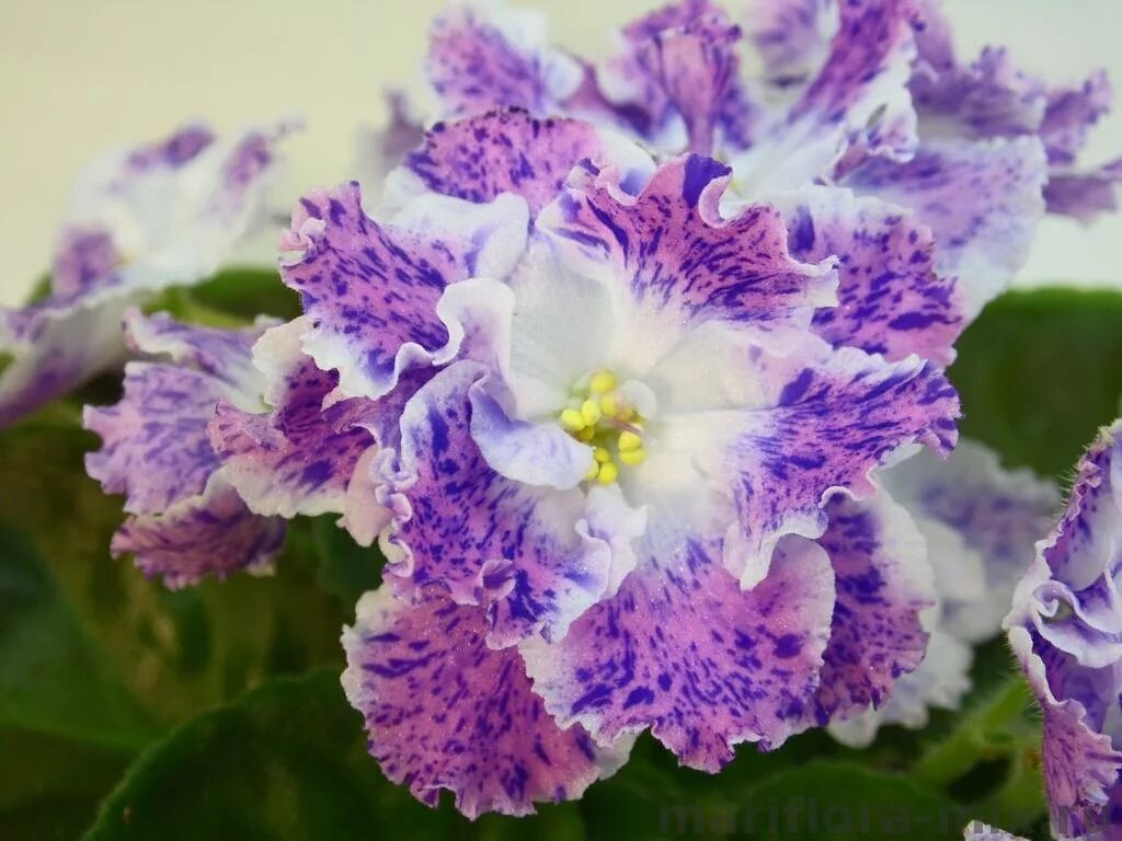 Пряжа молодежная пехорка 91. Сорт фиалки юная пастушка. Модель аннели герритсен. Фиалка снежный эдельвейс. Пт юная пастушка фиалка.