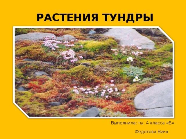 Для растительного покрова тундры характерны найдите ошибку. Многолетние растения тундры. Природная зона тундра растения. Растения тундры 4 класс. Редкие растения тундры.