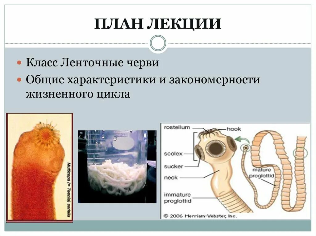 Жизнь ленточного червя. Класс ленточные черви представители. Ленточные черви общая характеристика. Общая характеристика ленточных червей. Особенности класса ленточные черви.