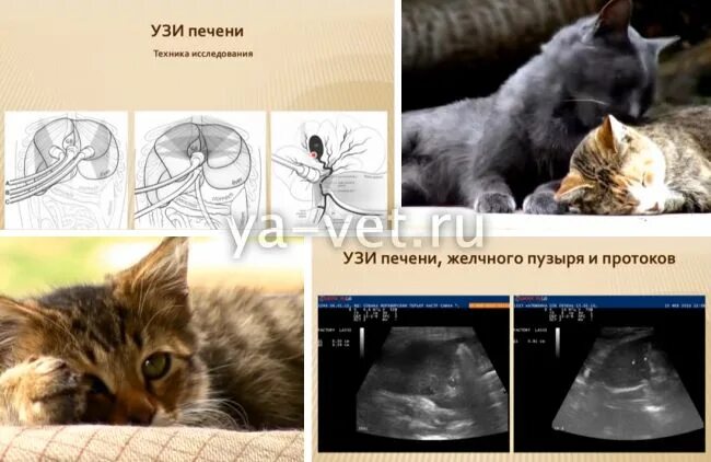 Цирроз печени у кошки УЗИ. Заболевания печени у кошек.