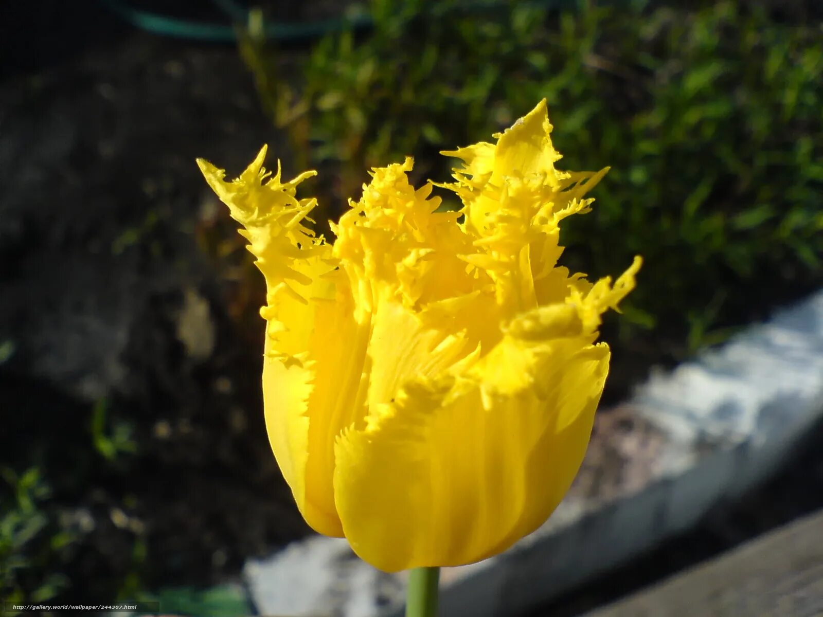 красивые большие желтые цветы. гладиолус нова люкс. вдохновение желтым. желтая листва. вертикальный фон для фотографии осенний парк.