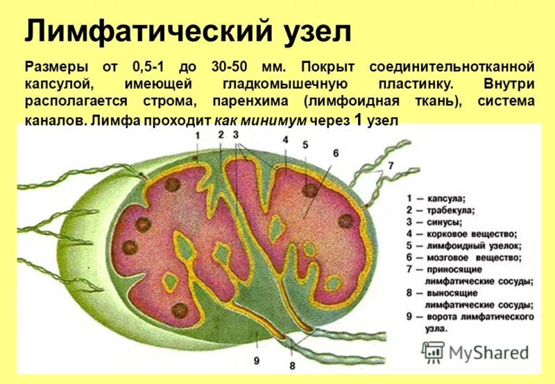 Лимфатический узел имеет. Лимфатический узел анатомия. Строение лимфатического узла. Схема строения лимфатического узла рисунок. Структурные компоненты лимфатического узла.