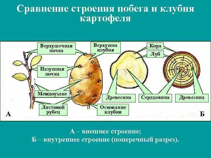 Почки в глазках картофеля. Видоизменённые побеги клубень картофеля. Строение видоизмененного побега картофеля клубня картофеля. ПАЗУШНАЯ почка у клубня картофеля. Строение клубня картофеля почки.