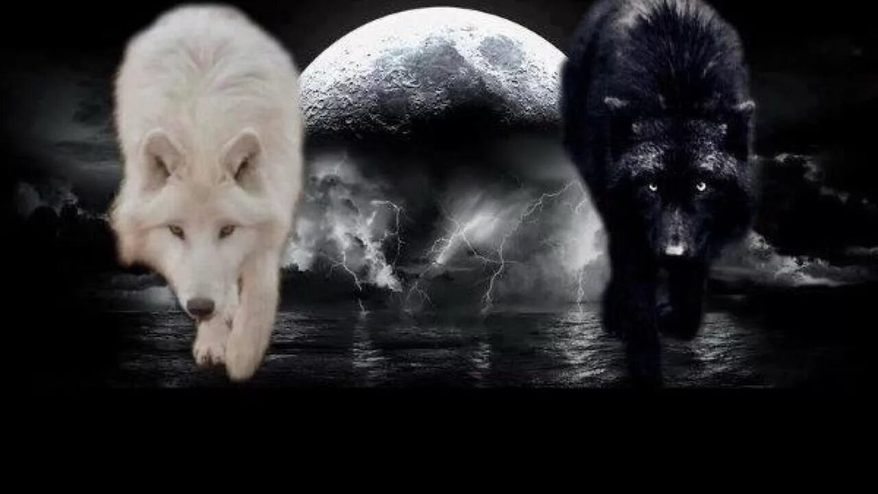Черный и белый волк дерутся. Белый и черный волк притча. White wolves kommando. Черный белый волк песня. Черный белый волк песня.