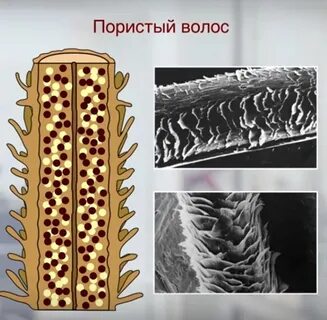 Пористость волос