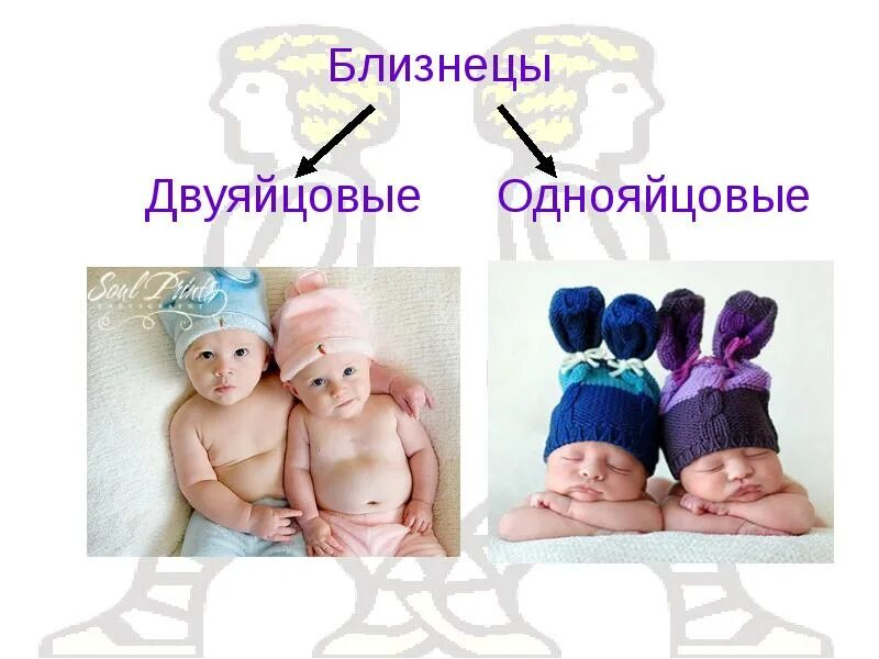 Близнецы проект. Близнецы для презентации. презентация на тему близнецы. презентация о двойняшках. презентация близнецы и двойняшки.