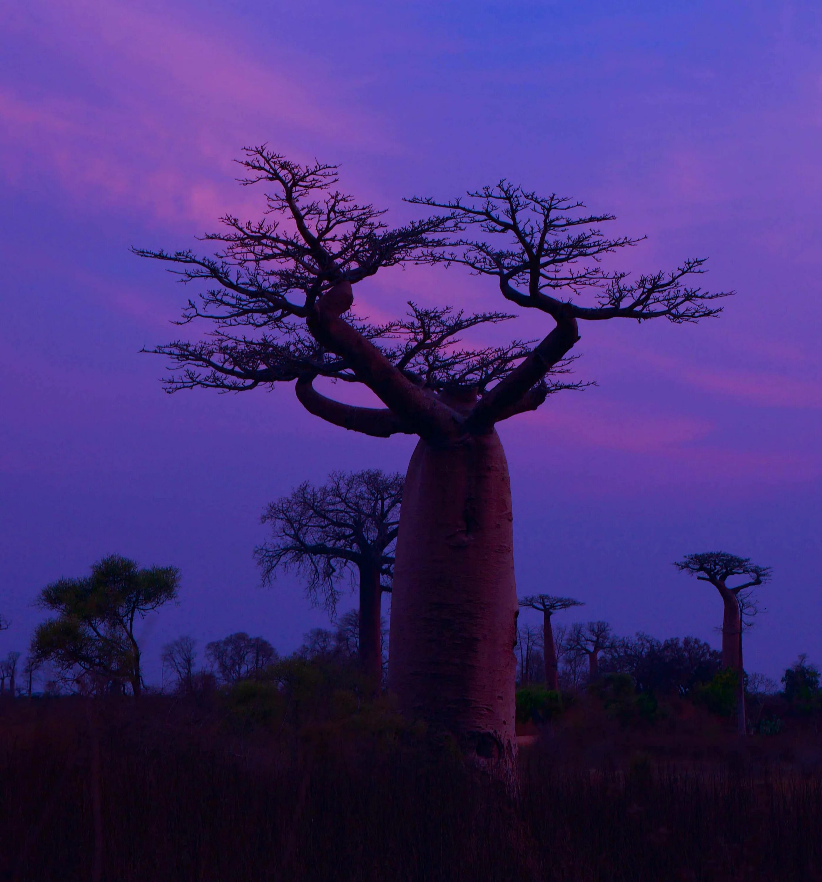 Баобаб дерево. Адансония Мадагаскарская. Баобаб в саванне. Африканское дерево баобаб.