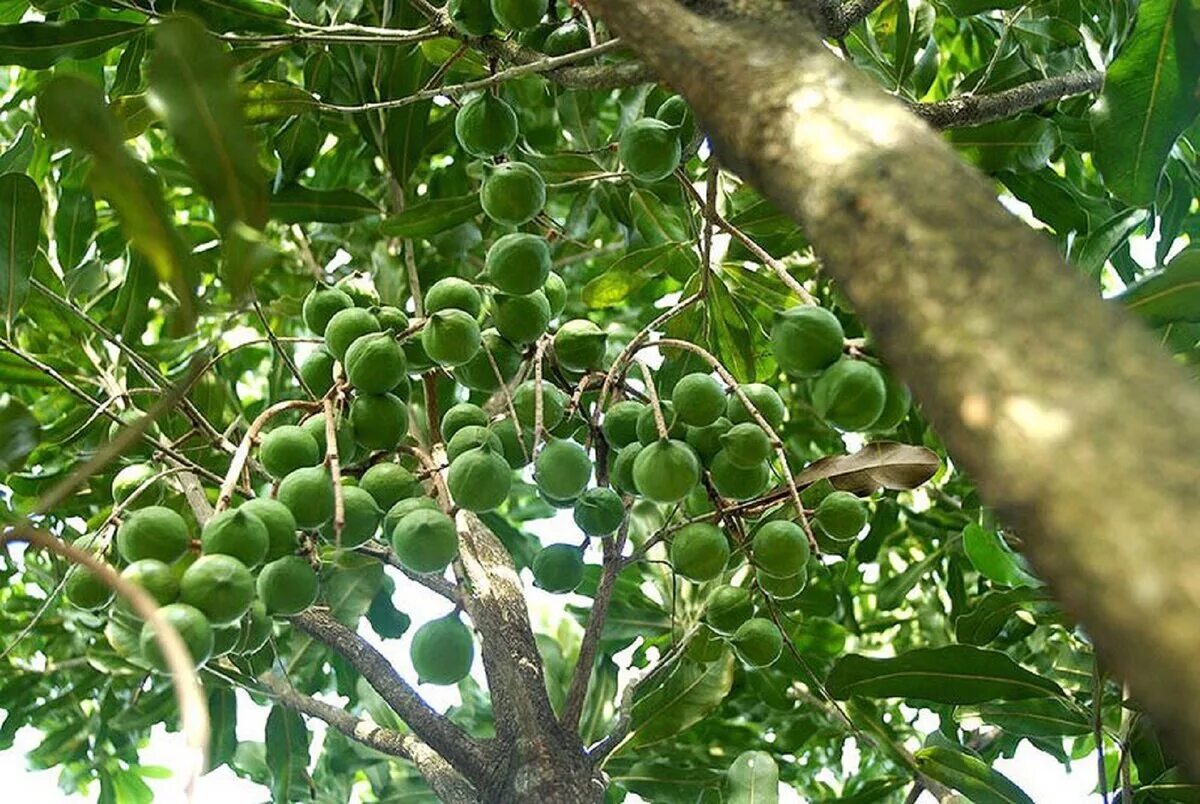 королевский орех макадамия. как растёт макадамский орех. макадамия дерево. орешник макадамия. макадамия орех дерево.
