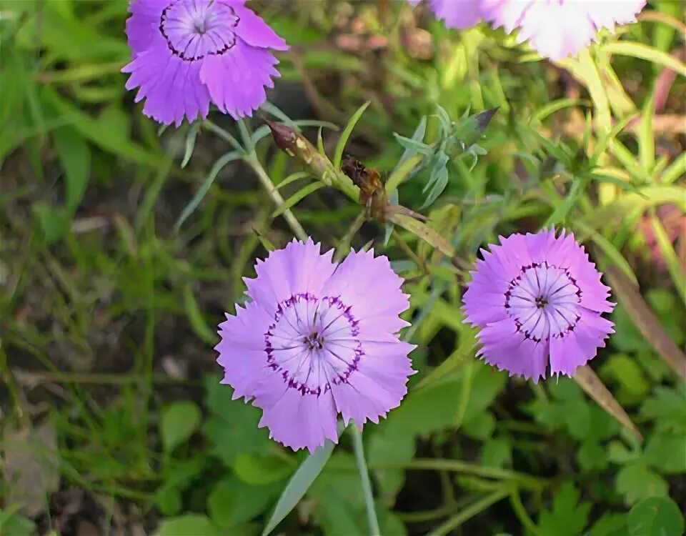 Dianthus fischeri - Image of an specimen - Plantarium
