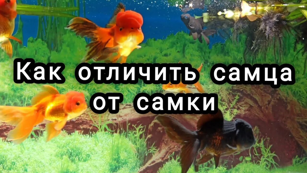 Как отличить золотую рыбку самца. Притча о золотой рыбке. золотая рыбка фергана. минор рыба как отличить самку от самца.