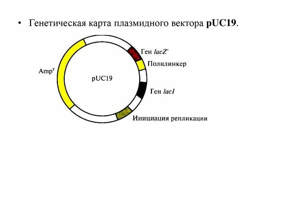 Векторы плазмиды. Плазмида pbr322 схема. Плазмидный вектор pbr322. Строение плазмидного вектора. Схема плазмиды вектора.