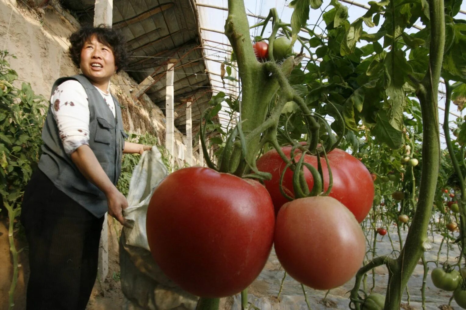 Гигантский помидор. Огромный урожай. Самый большой томат. Огромнйе помидорй.