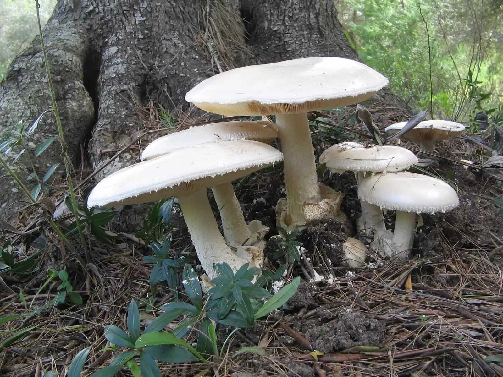 Поганка гриб можно есть. Мухомор белый (Amanita Verna). Белая поганка гриб. Мухомор весенний (Amanita Verna). Белая поганка мухомор вонючий.