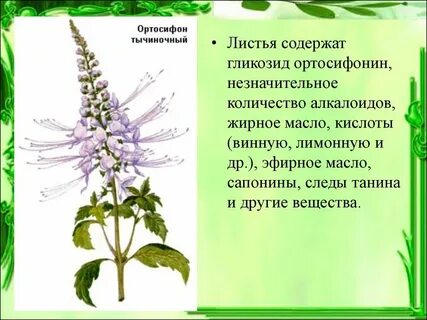 Ортосифона тычиночного почечного отзывы