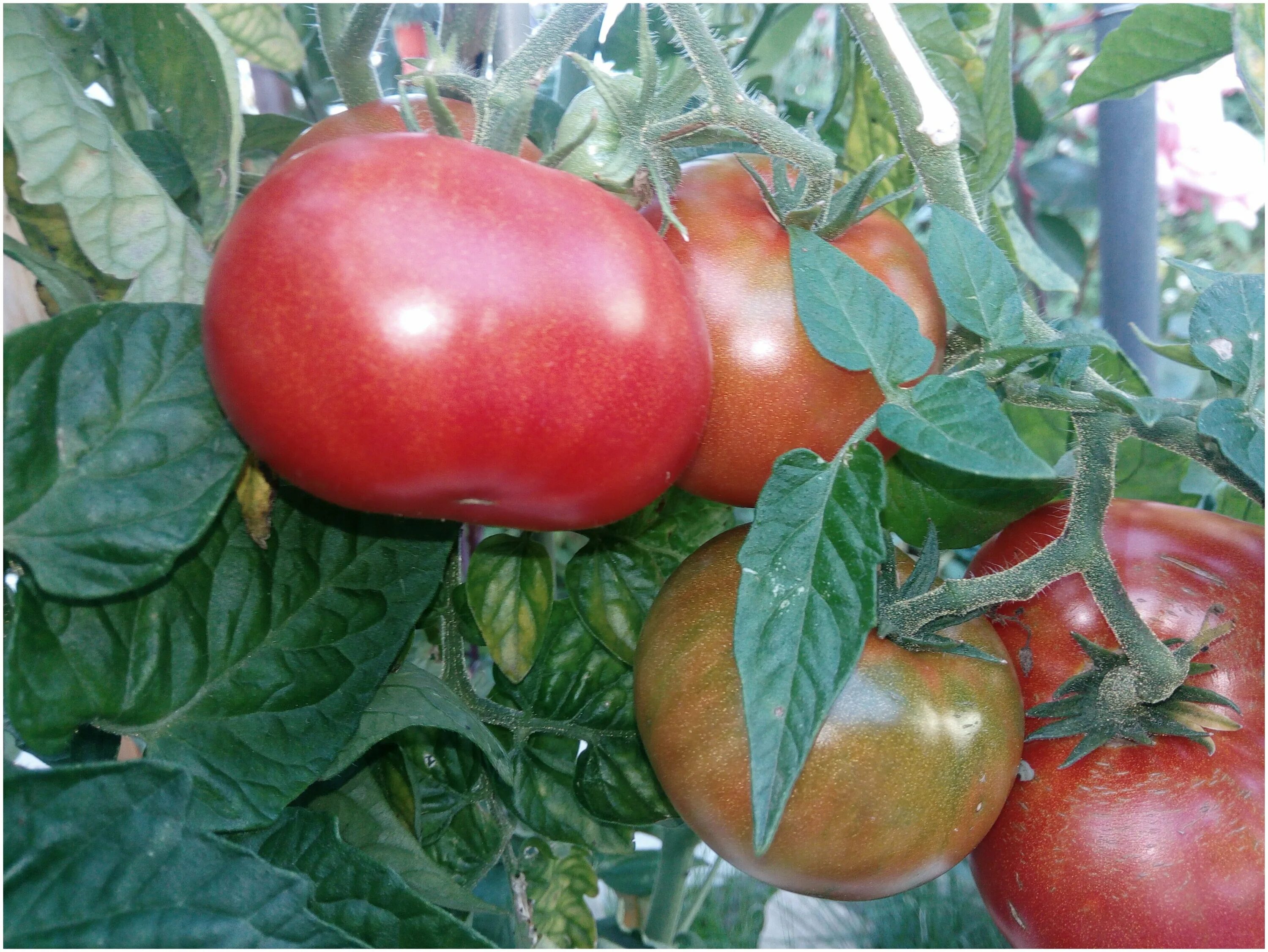 Томат аскет характеристика отзывы. Томат аскет характеристика отзывы. Томат затейник агросемтомс. Томат умелец агросемтомс. Томат аскет характеристика отзывы.