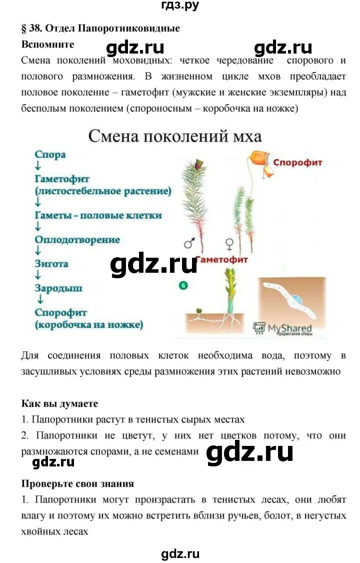 Биология 6 класс параграф 13 14. Биология 6 класс параграф 13 14. Биология 6 класс параграф 13 14. Биология 6 класс параграф 13 14. Биология 6 класс пасечник ответы.