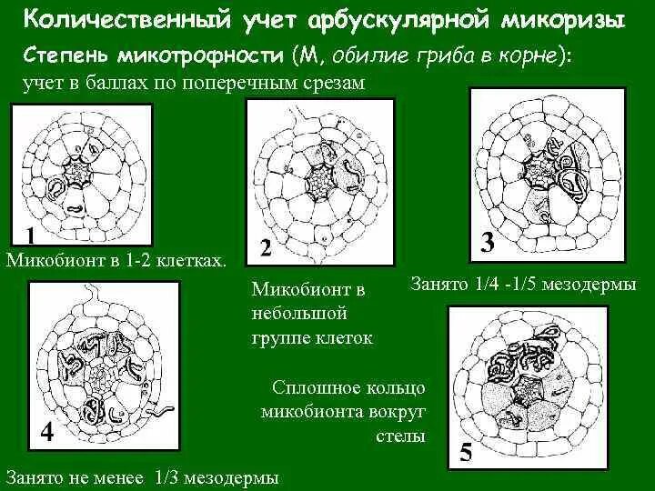 Микобионт это