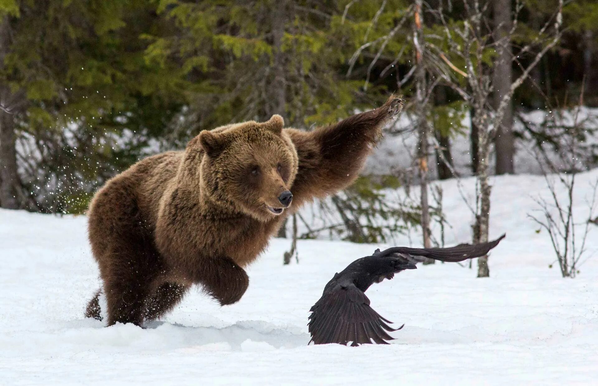 Сибирский бурый медведь.  Ursus arctos collaris — Сибирский бурый медведь. Бурый медведь дальнего Востока.