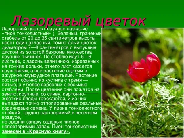 Что означает лазоревы. Значение слова лазоревы. Лазоревый цвет растение. Пион тонколистный махровый воронец. Что означает лазоревы.