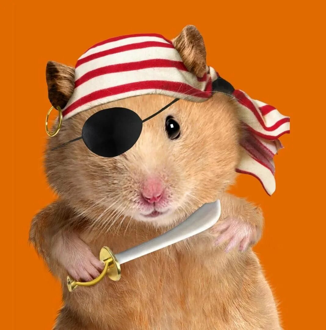 Hamster kombat рџ. Джунгарский хомяк хома. Колесо для морской свинки. Хомяк сирийский. Хомяк на колесах игрушка.