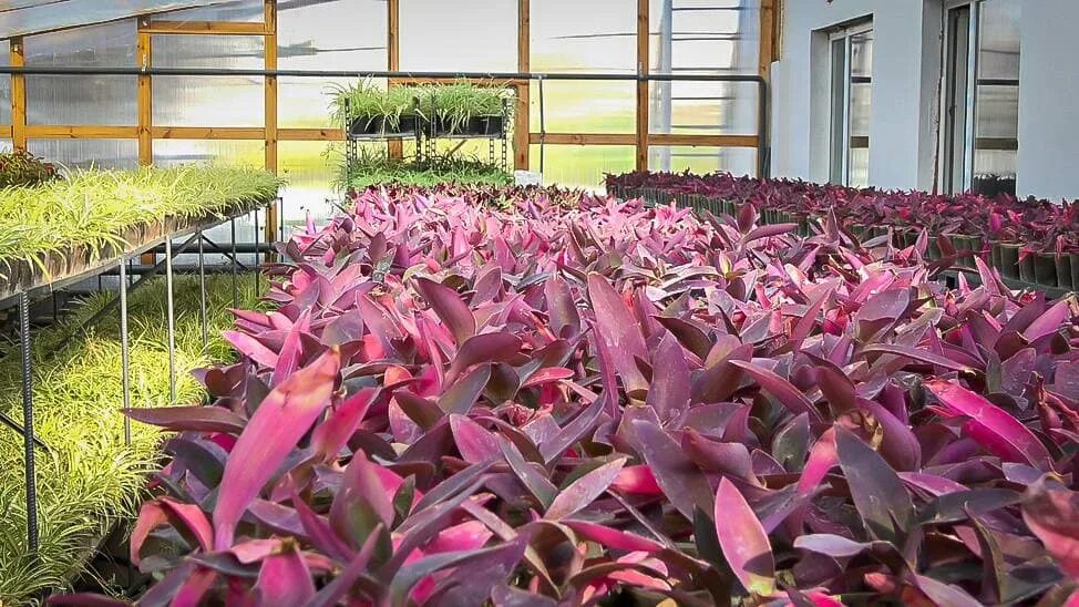 Комнатные цветы донецк. Комнатные цветы донецк. Донецкий ботанический сад нан украины. Сциндапсус вариегатный. Комнатные цветы донецк.