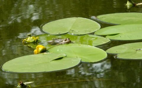 Лягушка в пресных водах
